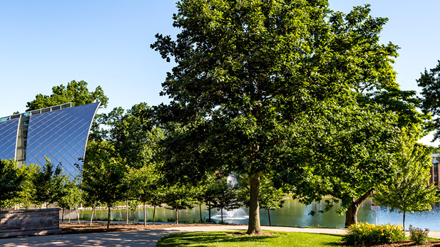 Cherry trees in full bloom near White Chapel