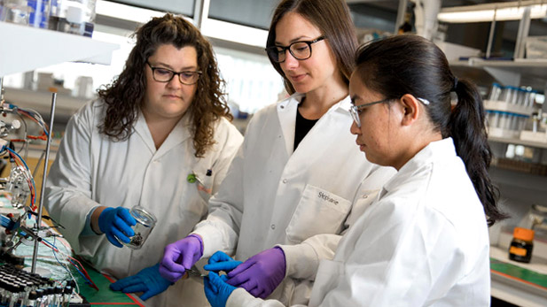 Erin Gawron-Hyla and two colleagues working in a lab together on a project.