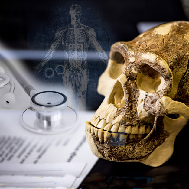 Collage image of a stethoscope and a skeleton model. 