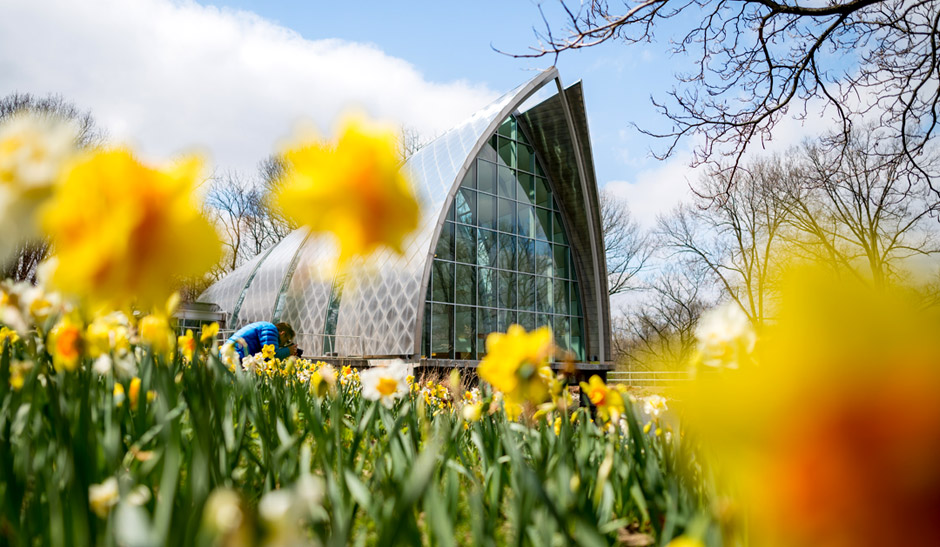 The White Chapel with daffodils in the foreground.