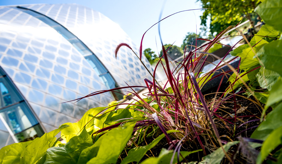 A close up view of a purple plant near the White Chapel with the Chapel in the background along with Speed Lake. The fountain in the lake is visible, too.